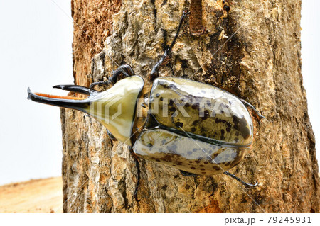 グランドシロカブト 79245931