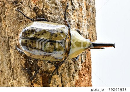 グランドシロカブト グランドシロカブト 79245933