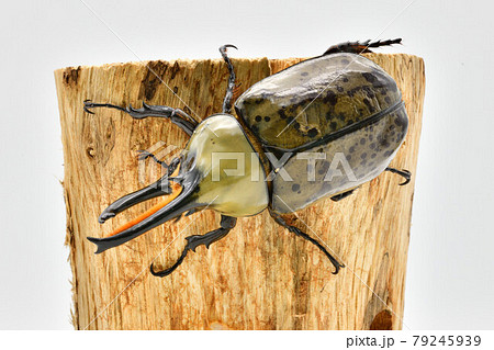 グランドシロカブト 79245939