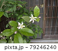 檸檬の花 レモンの花 レモンの樹 檸檬の樹 檸檬の花 レモンの花 レモンの樹 檸檬の樹 79246240