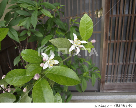 檸檬の花 レモンの花 レモンの樹 檸檬の樹 檸檬の花 レモンの花 レモンの樹 檸檬の樹 79246240