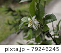 檸檬の花 レモンの花 レモンの樹 檸檬の樹 檸檬の花 レモンの花 レモンの樹 檸檬の樹 79246245
