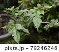 桑の木 マルベリーの樹 桑の木 マルベリーの樹 79246248