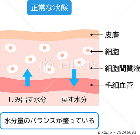 正常な肌 水分のバランスの整った状態 断面図のイラスト素材