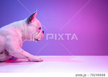 Close-up side view of beautiful purebred dog bulldog isolated over studio background in neon gradient pink purple light. Close-up side view of beautiful purebred dog bulldog isolated over studio background in neon gradient pink purple light. 79246688