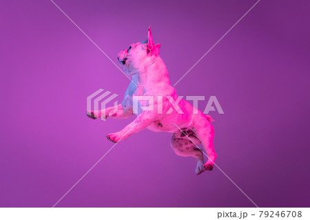Portrait of purebred dog bulldog jumping isolated over studio background in neon gradient pink purple light. 79246708