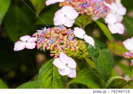 ガクアジサイの花 ガクアジサイの花 79246719