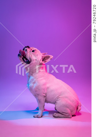 Portrait of purebred dog bulldog posing isolated over studio background in neon gradient pink purple light. 79246720