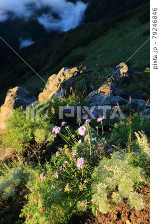 風景・登山・高山植物 79246846