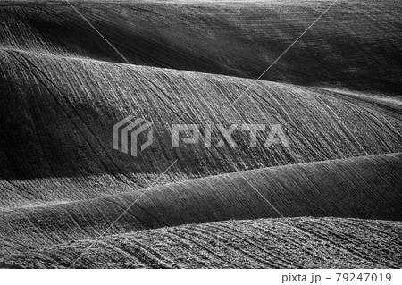 Wavy agricultural field of Moravian Tuscany Wavy agricultural field of Moravian Tuscany 79247019
