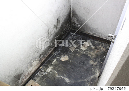壁のカビ 壁のカビ 79247066