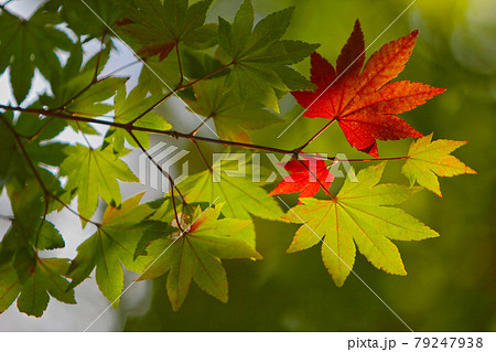 紅葉の景色 篠山の秋 風景 篠山 田舎 紅葉の景色 篠山の秋 風景 篠山 田舎 79247938