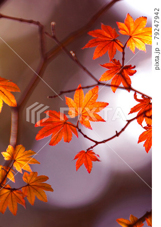紅葉の景色 篠山の秋 風景 篠山 田舎 紅葉の景色 篠山の秋 風景 篠山 田舎 79247942