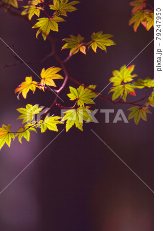 紅葉の景色 篠山の秋 風景 篠山 田舎 紅葉の景色 篠山の秋 風景 篠山 田舎 79247950