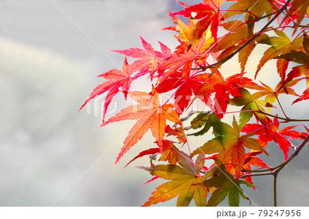 紅葉の景色 篠山の秋 風景 篠山 田舎 79247956