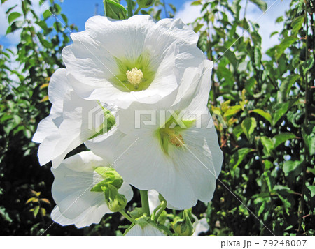 夏の日差しと白いタチアオイの花 夏の日差しと白いタチアオイの花 79248007