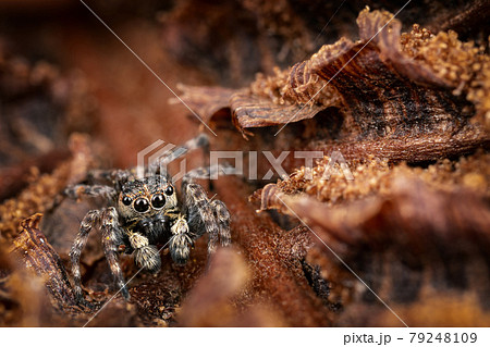 Spider hiding in the brown old bark background 79248109