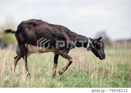 Black goat with big udder grazing in the meadow 79248112