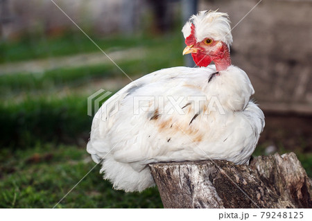 White bristling young rooster 79248125