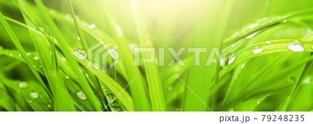 Macro with soft focus rain dew drops on a green grass leaves in sun light panorama. Nature background closeup. Spring floral greeting card template. Artistic toned image. Pastel golden toned Macro with soft focus rain dew drops on a green grass leaves in sun light panorama. Nature background closeup. Spring floral greeting card template. Artistic toned image. Pastel golden toned 79248235