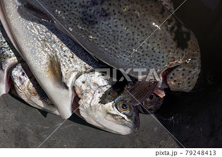 Freshly caught rainbow trout fishes, closeup detail, sun shines on eye and skin 79248413