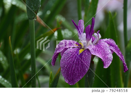 凛として優雅に咲く 79248558