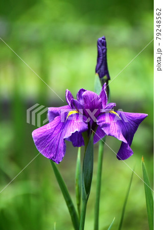 凛として優雅に咲く 79248562