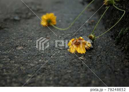 道路に倒れている黄色い花(オオキンケイギク) 道路に倒れている黄色い花(オオキンケイギク) 79248652