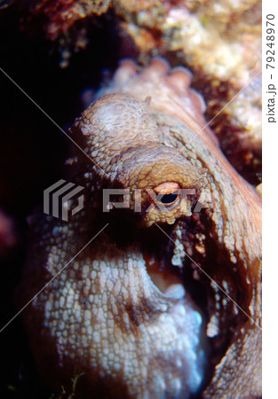 eye of octopus eye of octopus 79248970