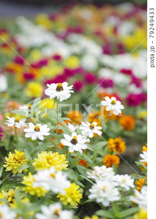 公園に色とりどりの花が咲いています。花の名前はジニアプロフュージョンです。 79249433