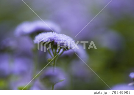 アゲラタムの紫色の花が咲いています。学名はAgeratumです。 アゲラタムの紫色の花が咲いています。学名はAgeratumです。 79249905