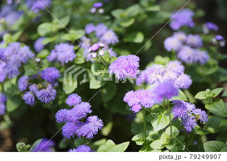 アゲラタムの紫色の花が咲いています。学名はAgeratumです。 79249907