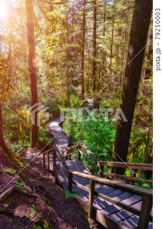 Lynn Canyon Park, North Vancouver, British Columbia, Canada. 79250003