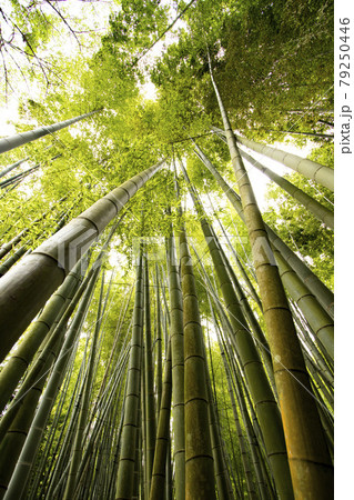 報国寺の竹林 報国寺の竹林 79250446