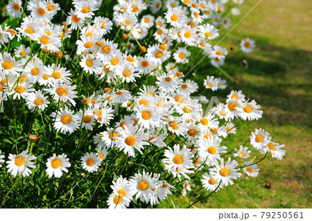 シャスターデージー～浜名湖ガーデンパーク 79250561
