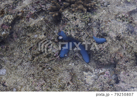 サンゴ礁　ビーチ　浜　沖縄　海　サンゴ　リーフ　ヒトデ　海の生き物　リゾート　アウトドア 79250807