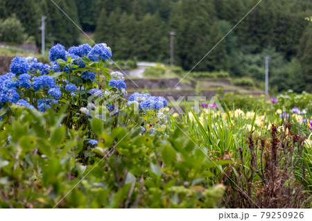 青色の紫陽花のある風景 青色の紫陽花のある風景 79250926