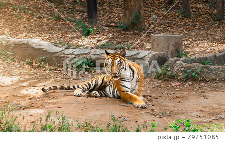 Great tiger male in the nature habitat. Tiger lie about during the golden light time. Great tiger male in the nature habitat. Tiger lie about during the golden light time. 79251085