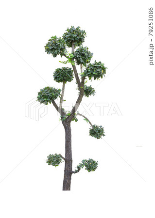 Tako trees bending.Isolated tree on white background 79251086