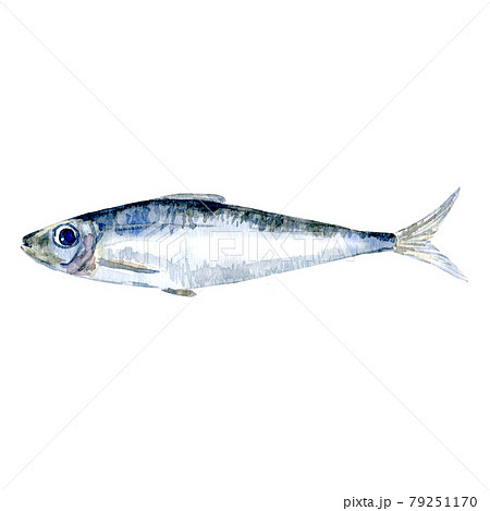 Watercolor sardine fish 79251170