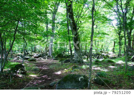 四季の郷・水林自然林(福島県・福島市) 四季の郷・水林自然林(福島県・福島市) 79251200