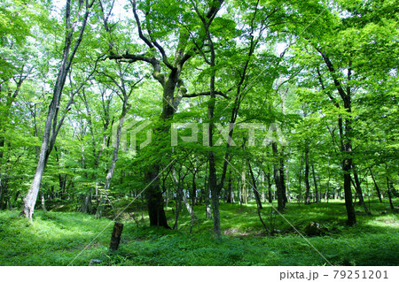 四季の郷・水林自然林（福島県・福島市） 79251201