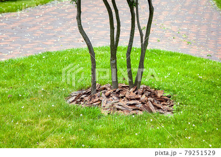 Mulching from the bark of tree around the thuja bushes on green lawn, landscaping of growth park garden near walkway made stone tile, nobody. Mulching from the bark of tree around the thuja bushes on green lawn, landscaping of growth park garden near walkway made stone tile, nobody. 79251529