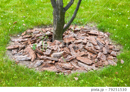 Mulch from the bark of tree around the growing tree trunk bushes on green lawn, landscaping of growth backyard garden on grass close-up, nobody. Mulch from the bark of tree around the growing tree trunk bushes on green lawn, landscaping of growth backyard garden on grass close-up, nobody. 79251530