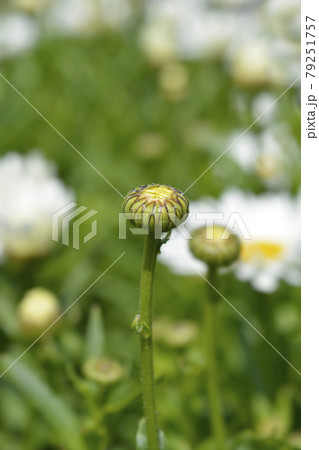 Shasta daisy Dwarf Snow Lady Shasta daisy Dwarf Snow Lady 79251757