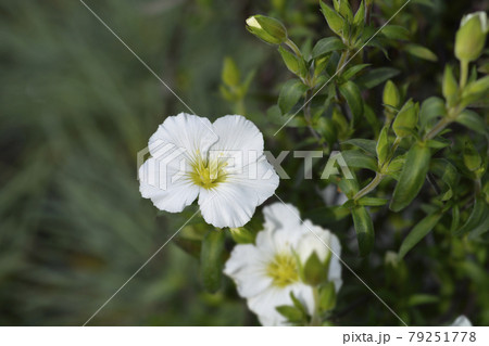 Mountain sandwort Mountain sandwort 79251778