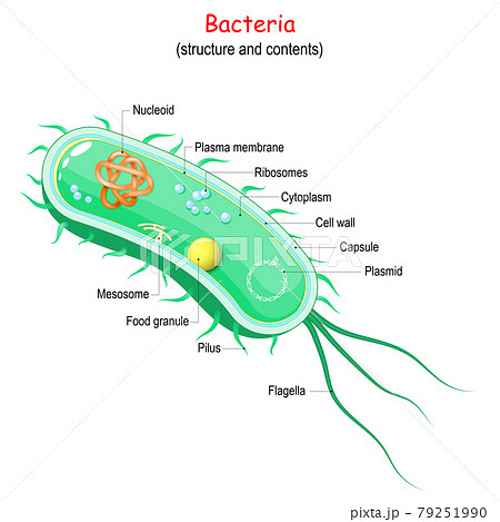 bacterial cell wall diagram