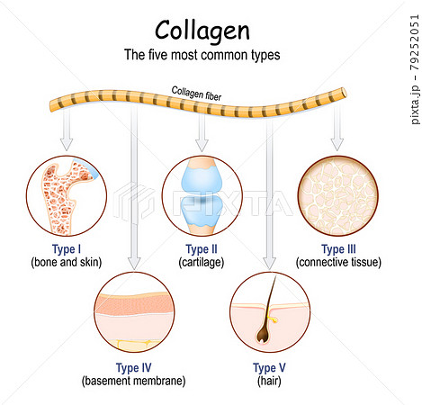 types of Collagen fibers 79252051