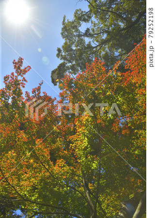 赤く色付き始める紅葉 赤く色付き始める紅葉 79252198