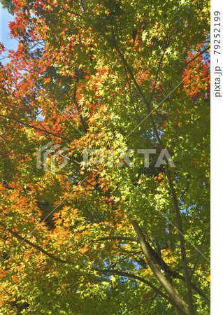 赤く色付き始める紅葉 79252199